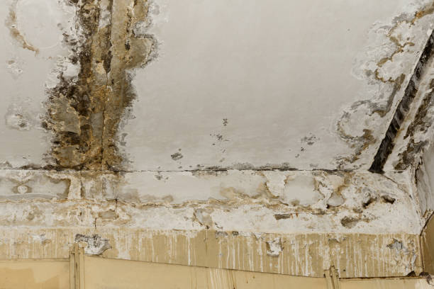 Best Water damage restoration specialists  in Madison Heights, MI